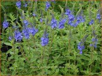 Veronica austriaca &#39;Shirley Blue&#39;