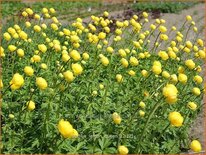 Trollius &#39;Lemon Queen&#39;