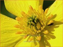 Trollius pumilus