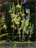 Verbascum chaixii &#39;Sixteen Candles&#39;