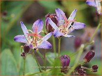 Tricyrtis hirta &#39;Taiwan Adbane&#39;