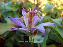 Tricyrtis hirta &#39;Taiwan Adbane&#39;