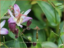 Tricyrtis hirta &#39;Taiwan Adbane&#39;