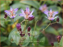 Tricyrtis hirta &#39;Taiwan Adbane&#39;