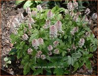 Tiarella &#39;Pink Brushes&#39;