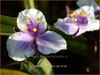 Tradescantia &#39;Billberry Ice&#39;