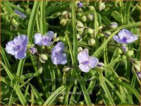 Tradescantia &#39;Little Doll&#39;