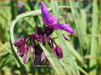 Tradescantia &#39;Red Grape&#39;