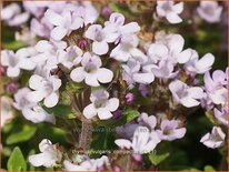 Thymus vulgaris &#39;Compactus&#39;