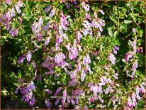 Teucrium chamaedrys