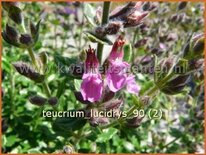 Teucrium lucidrys