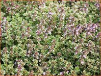 Thymus citriodorus &#39;Silver Queen&#39;