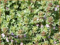 Thymus citriodorus &#39;Silver Queen&#39;