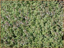 Thymus citriodorus &#39;Silver Queen&#39;