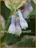 Symphytum grandiflorum &#39;Goldsmith&#39;