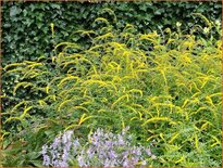 Solidago rugosa &#39;Fireworks&#39;