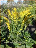 Solidago sphacelata &#39;Golden Fleece&#39;