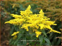 Solidago &#39;Strahlenkrone&#39;