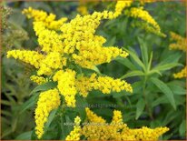 Solidago &#39;Strahlenkrone&#39;