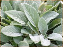 Stachys byzantina &#39;Big Ears&#39;