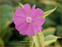 Silene dioica &#39;Valley High&#39;