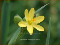 Sisyrinchium californicum