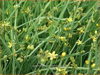 Sisyrinchium californicum