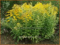 Solidago &#39;Ducky&#39;