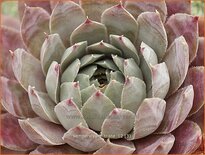 Sempervivum &#39;Triste&#39;