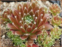 Sempervivum &#39;Silberkarneol&#39;