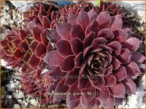 Sempervivum &#39;Granat&#39;