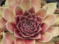 Sempervivum &#39;Granat&#39;