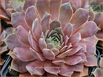 Sempervivum &#39;Feldmaier&#39;