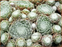 Sempervivum arachnoideum