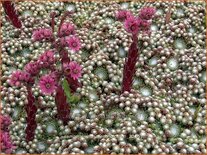 Sempervivum arachnoideum