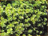 Sedum spurium &#39;Album&#39;