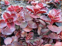 Sedum spurium &#39;Fuldaglut&#39;