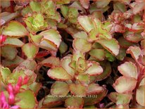 Sedum spurium &#39;Fuldaglut&#39;