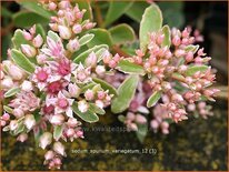 Sedum spurium &#39;Variegatum&#39;