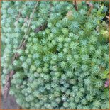 Sedum lydium