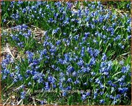 Scilla sibirica &#39;Spring Beauty&#39;