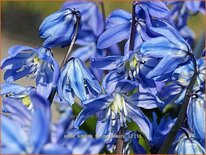 Scilla sibirica &#39;Spring Beauty&#39;