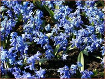 Scilla sibirica &#39;Spring Beauty&#39;