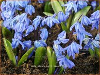 Scilla sibirica &#39;Spring Beauty&#39;