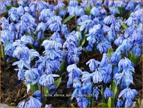 Scilla sibirica &#39;Spring Beauty&#39;