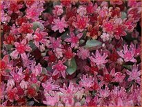 Sedum cauticola &#39;Lidakense&#39;