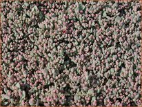 Sedum cauticola &#39;Lidakense&#39;