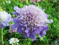 Scabiosa columbaria &#39;Butterfly Blue&#39;