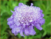 Scabiosa columbaria &#39;Butterfly Blue&#39;