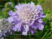 Scabiosa columbaria &#39;Butterfly Blue&#39;